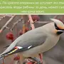 Птицы Оренбургской Области
