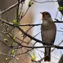 Птицы оренбургской области