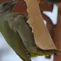 Птицы чувашии