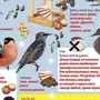 Картинки корм для птиц для детей