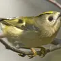 Маленькие птицы подмосковья с названиями