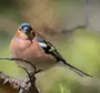 Маленькие Птицы Подмосковья С Названиями