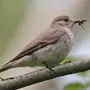 Маленькие птицы подмосковья с названиями