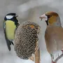 Щегол птица зимой