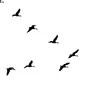 Клин птиц рисунок