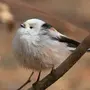 Ополовник птица