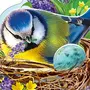 Весенние птицы картинки для детей для оформления