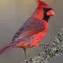 Птица Кардинал