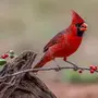 Птица Кардинал