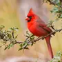 Птица кардинал