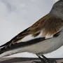 Птицы похожие на воробья