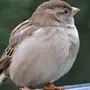 Птицы похожие на воробья