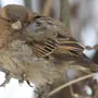Птицы Похожие На Воробья