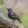 Птицы беларуси с названиями