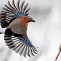 Птицы Беларуси С Названиями