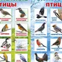 Птицы беларуси с названиями