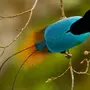 Яркие Птицы