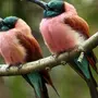 Яркие птицы