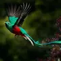 Яркие птицы