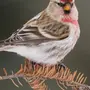 Чечетка птица самка и самец
