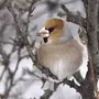 Птицы Приморского Края Зимующие И Название