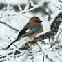Птицы приморского края зимующие и название
