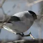 Птицы приморского края зимующие и название