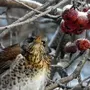 Птицы Приморского Края Зимующие И Название