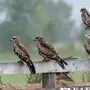 Птицы Хакасии