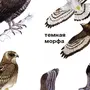 Хищные птицы россии с названиями