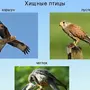 Хищные Птицы России С Названиями