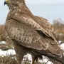 Хищные птицы россии с названиями