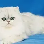 Персидская Кошка
