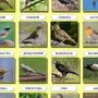 Птицы новгородской области с названиями