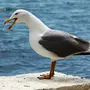 Птицы черного моря