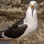 Птицы черного моря