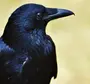Черный ворон птицы