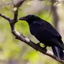 Черный ворон птицы