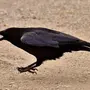Черный Ворон Птицы