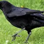 Черный Ворон Птицы