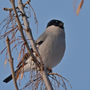 Птицы ульяновской области и названия зимующие
