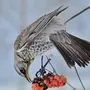 Птицы Ульяновской Области И Названия Зимующие