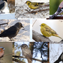 Птицы Ульяновской Области И Названия Зимующие