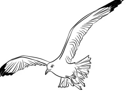 Летающая птица рисунок