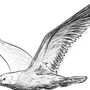 Летающая птица рисунок
