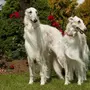 Самые красивые фотки собак