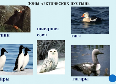 Птицы арктики