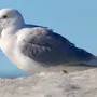 Птицы Арктики