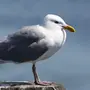 Птицы арктики