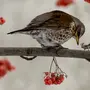 Дрозды Птицы Зимой